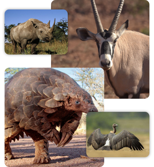 image-animals-namibia